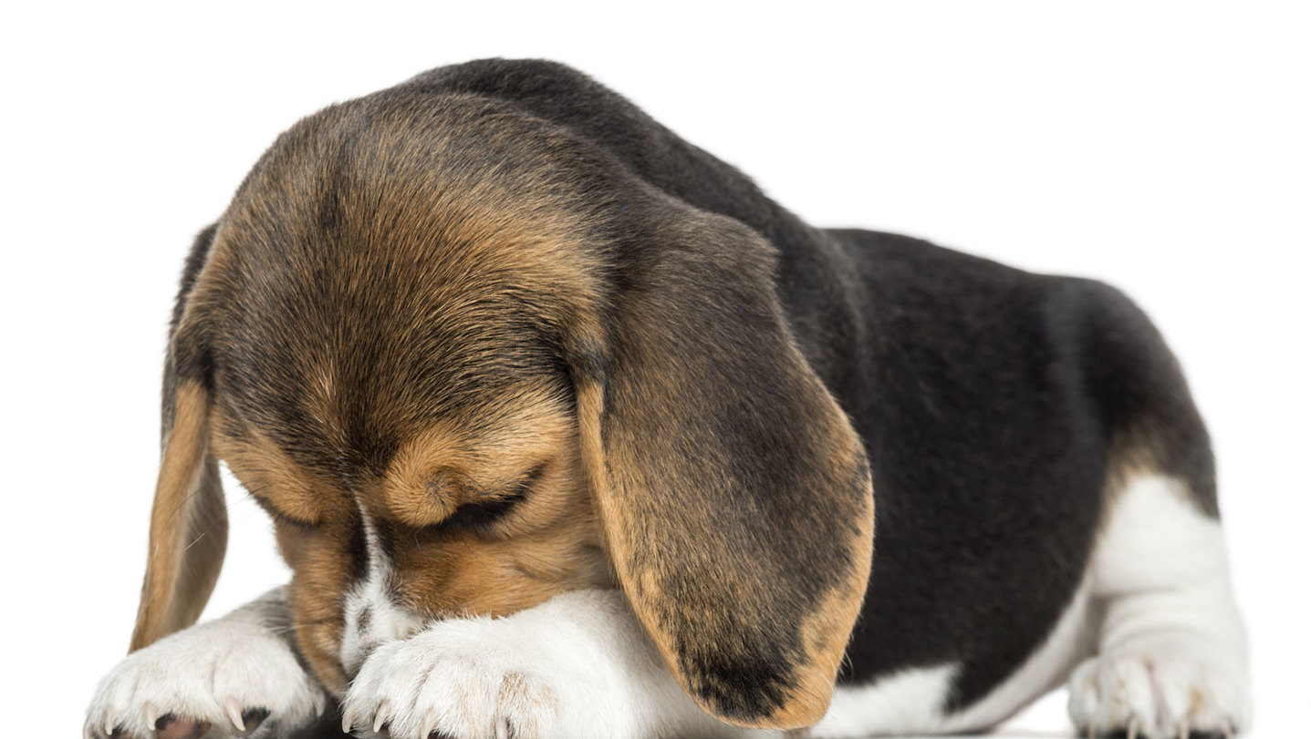 Consejos para que su mascota no sufra en Año Nuevo