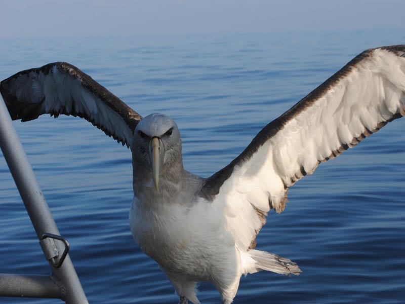 Albatros en peligro de extinción volvió al mar gracias al Hospital Clínico Veterinario de Santo Tomás Viña del Mar