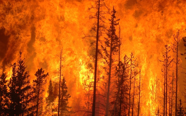 “Todos los incendios forestales son provocados por el hombre”