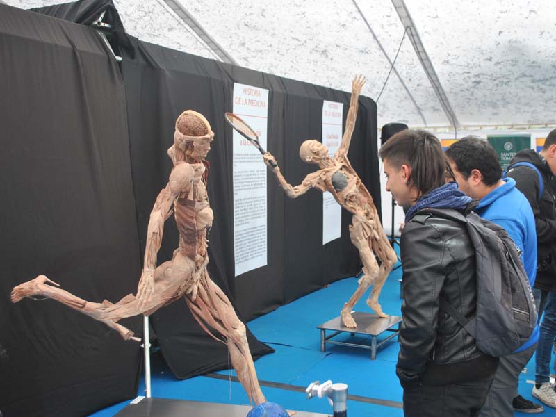 La exposición “Bodies” ya está en la Quinta Vergara de Viña del Mar