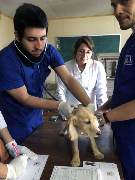 Escuela de Medicina Veterinaria realizó operativo y charla educativa en San Clemente
