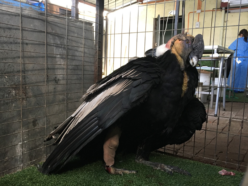 Positiva evolución de cóndor que se recupera en el Hospital Clínico Veterinario Santo Tomás de Viña del Mar