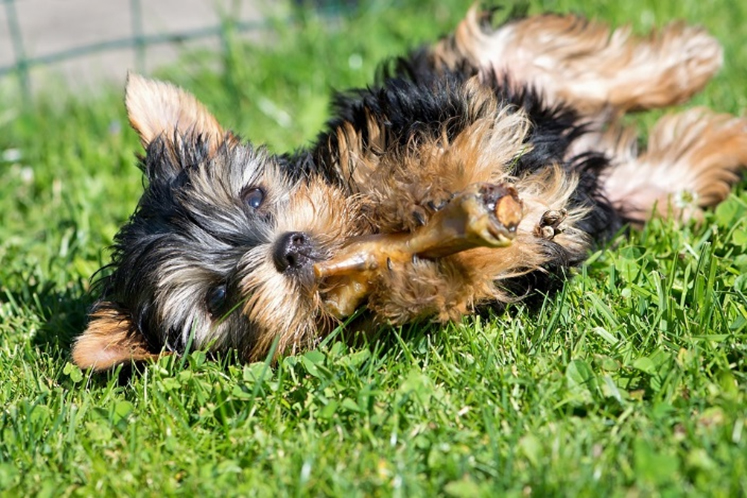 Pulgas y garrapatas: La pesadilla de nuestras mascotas cuando comienza el calor