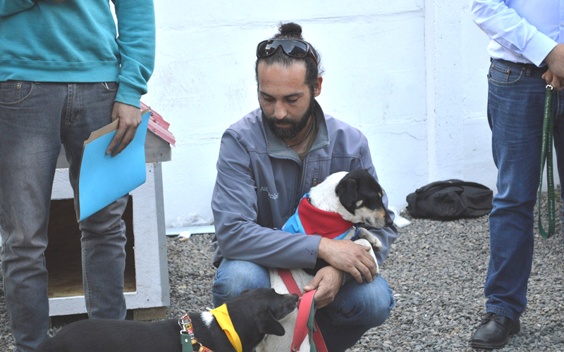 Alumnos construyen casa a perros abandonados para agrupación “Adopciones”