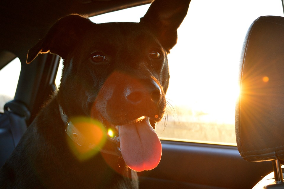 Vacaciones: ¿Qué hago con mis mascotas?