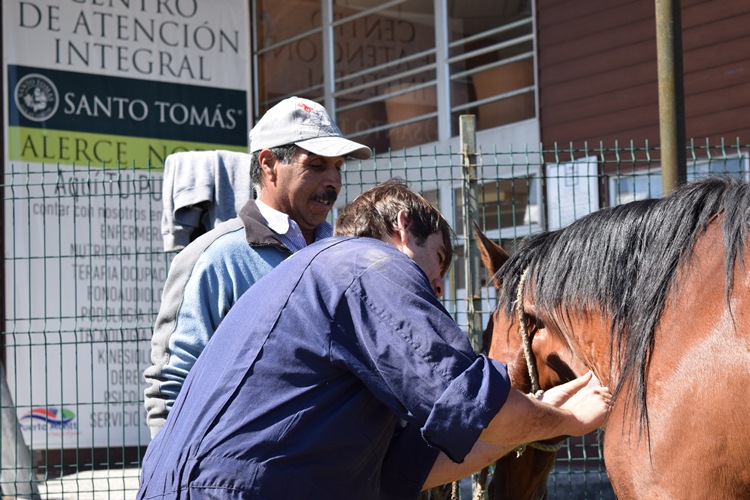 Mascotas y equinos son atendidos en Alerce Norte