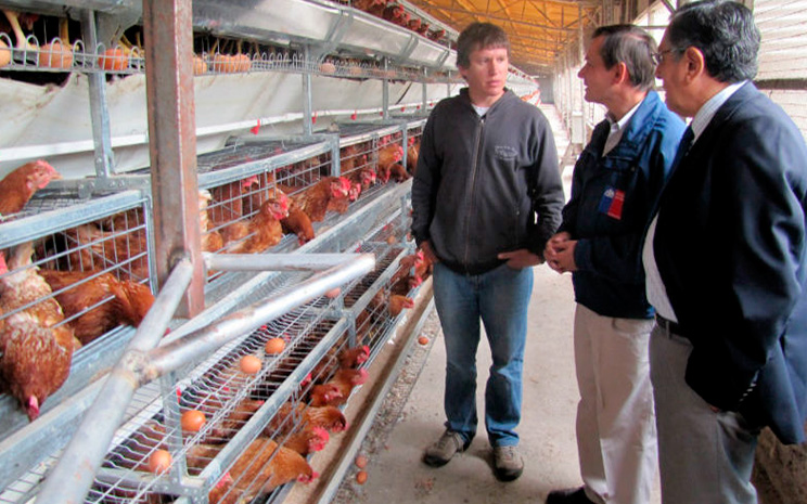 Proyecto sobre protección de huevos contra Salmonellas de UST Temuco se adjudicó fondo CORFO