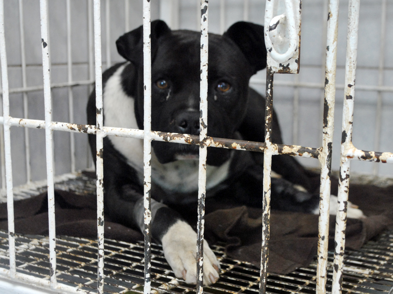 Hospital Clínico Veterinario de UST Viña del Mar atiende a los animales más afectados por incendio de Valparaíso