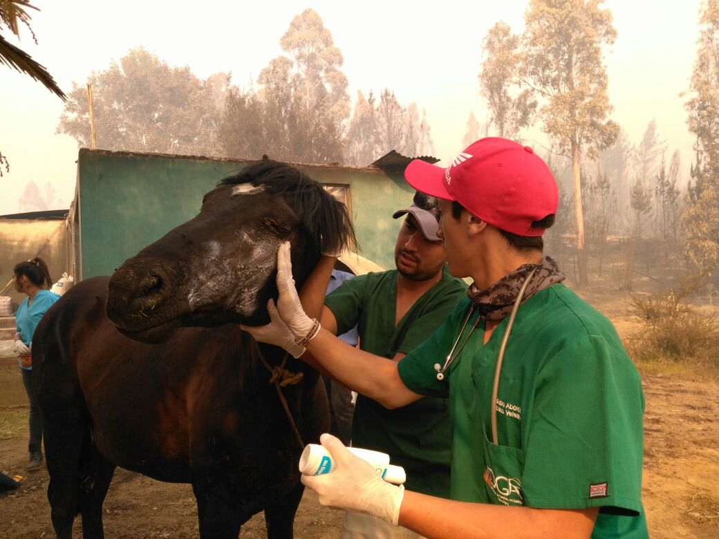 Futuros Técnicos Veterinarios también se han transformado en voluntarios: “Sabemos que esto no dura dos semanas”