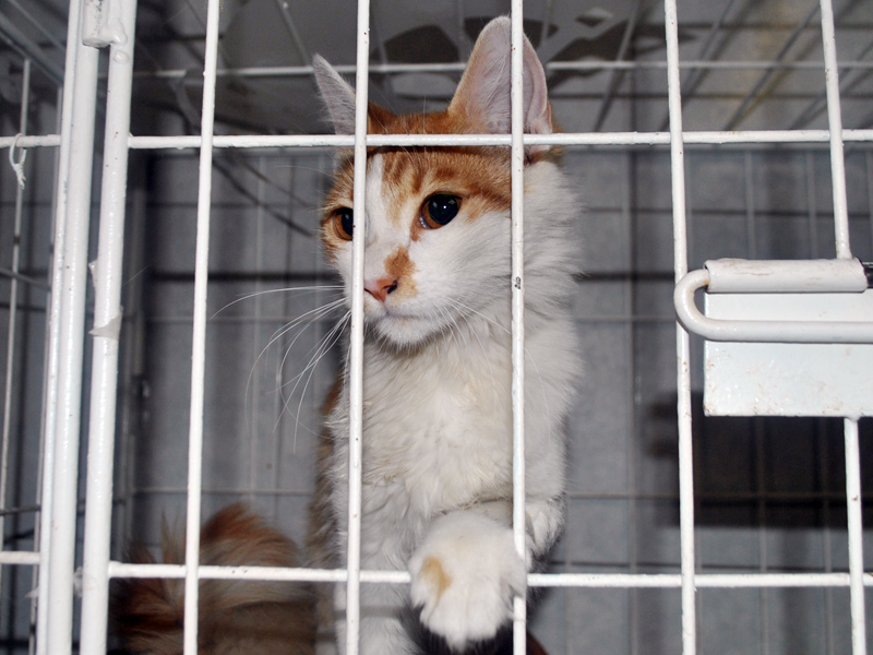 Cuatro animales afectados por el incendio de Valparaíso todavía esperan un nuevo hogar que los adopte