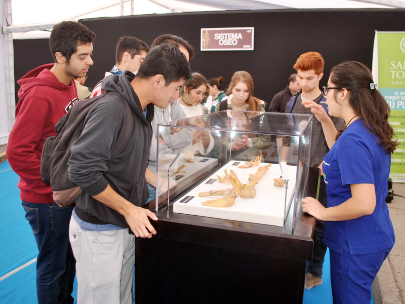 La renovada exposición “Bodies 2.0, cuerpos humanos reales” ya cautiva a los habitantes de Valparaíso