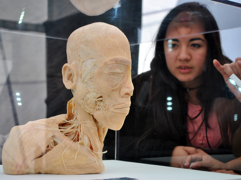 Muestra "Bodies 2.0" llega a Concepción
