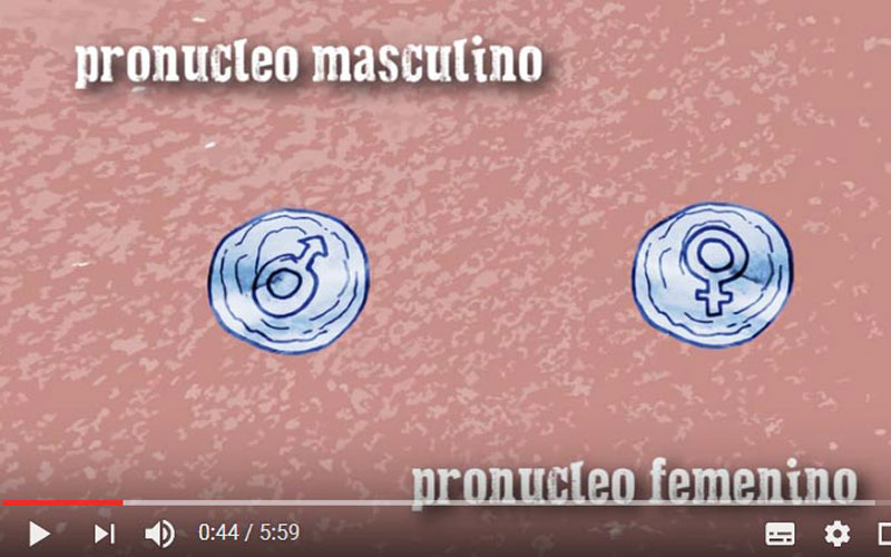Video: Periodo presomítico y desarrollo embrionario