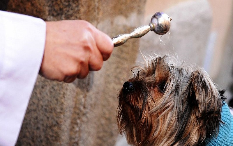 Operativo veterinario y bendición de mascotas se realizará en Santo Tomás Ovalle