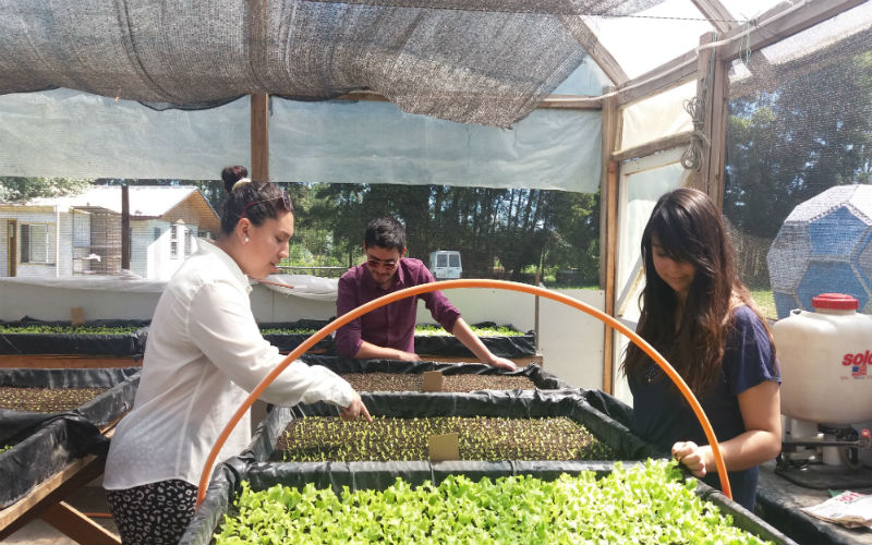 Control Biológico:  Una alternativa de desarrollo para estudiantes del área de Recursos Naturales