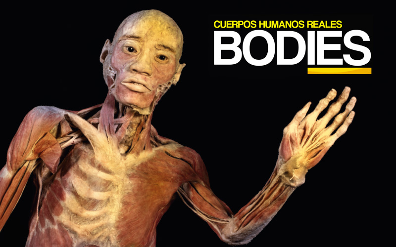 Santo Tomás trae a Santiago exhibición "Bodies", con cuerpos, torsos y órganos reales