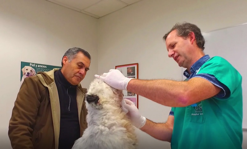 El importante rol académico y social del Hospital Clínico Veterinario de la UST Santiago