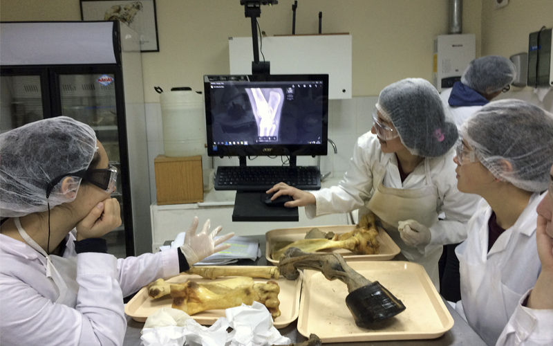 Proyecto de innovación académica de la UST Talca modernizó clases de anatomía en Medicina Veterinaria