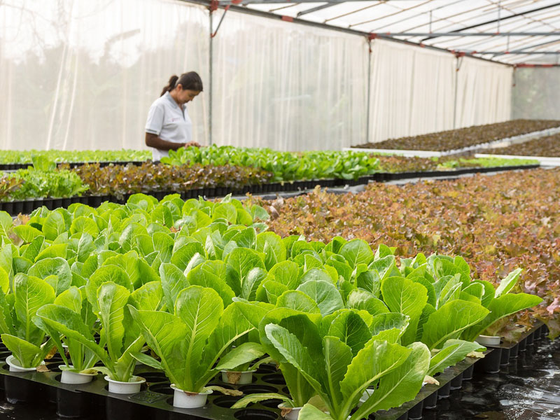 Región de Coquimbo: la importancia de cuidar el agua para una agricultura sustentable y sostenible en el tiempo