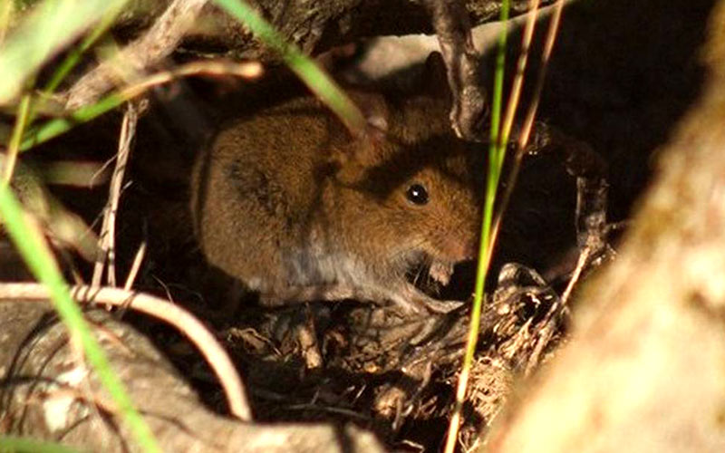 Principales focos de contagio y medidas preventivas para evitar el Hantavirus