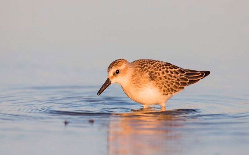 Aves Nidificantes: ¿Por qué y cómo protegerlas?