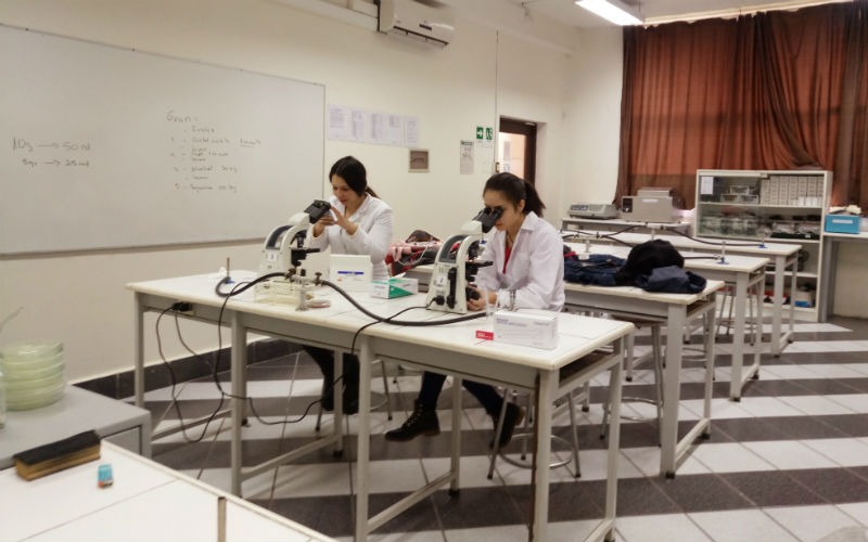 Estudiantes de UST Osorno investigan propiedades antibacterianas en algas, arbustos y plantas de la zona