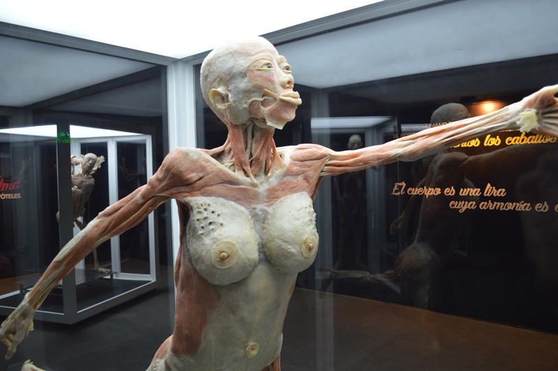 La exitosa exhibición “BODIES” busca ser un aporte a la cultura de la Región de La Araucanía