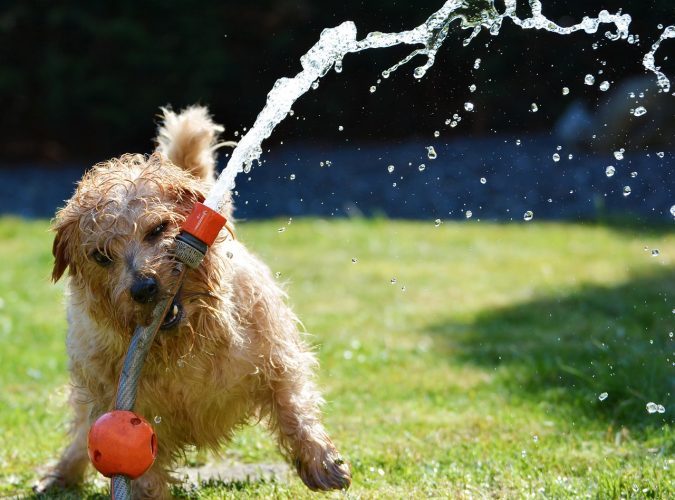 Cuatro consejos básicos para proteger a tu mascota del calor