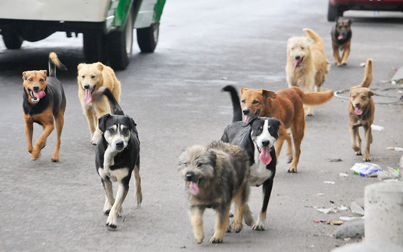 Expertos analizaron las nuevas normativas sobre tenencia responsable de mascotas y protección animal
