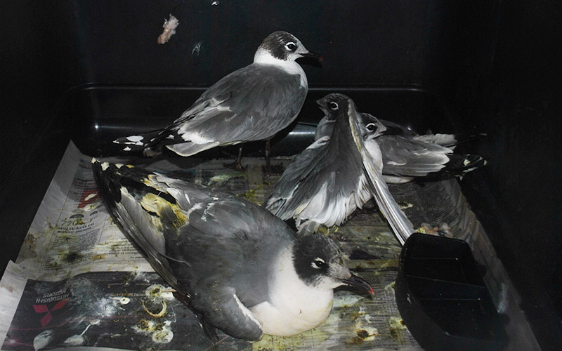 Hospital Clínico Veterinario de Santo Tomás atiende a gaviotas sobrevivientes de masiva muerte en playa de Algarrobo