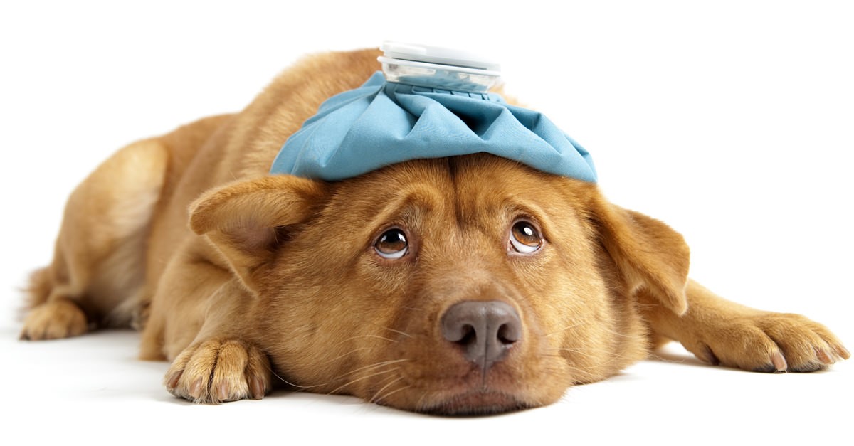 ¿Qué hacer ante una situación de envenenamiento e intoxicación de perros?