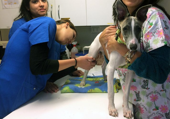 Hospital Clínico Veterinario Docente de la UST Talca atendió más de mil mascotas en operativos durante 2017