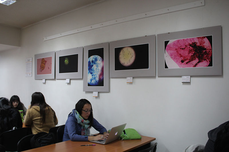 Muros de Biblioteca de Santo Tomás Valdivia exhiben muestras de fotografías de sus alumnos y docentes