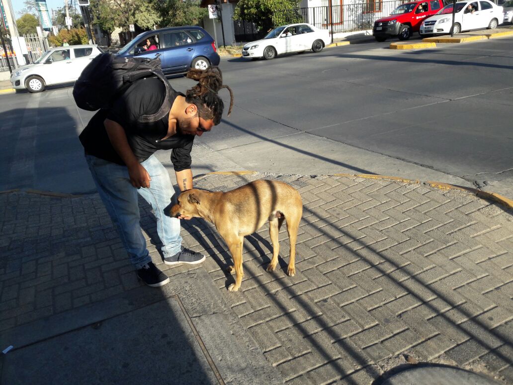 Tenencia responsable de animales: “Tenemos mucho al debe y eso hace que todo parezca tan lejano”