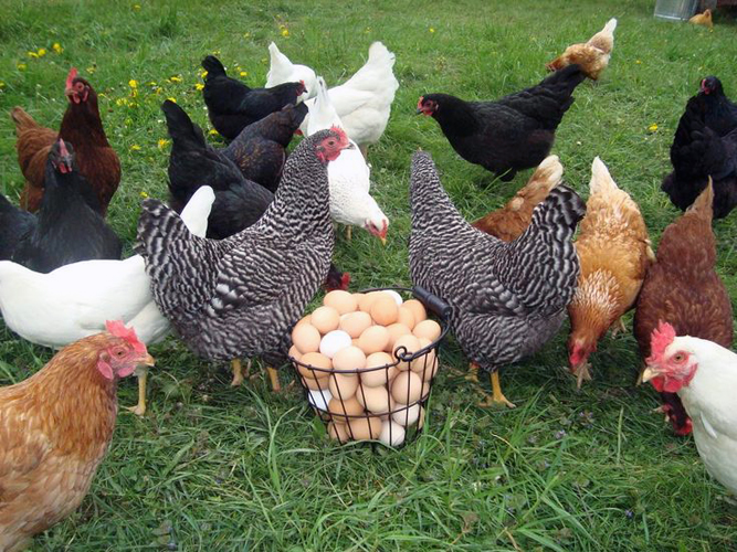 “Gallinas Felices” se consolidan con el apoyo del Centro de Desarrollo de Negocios de Linares