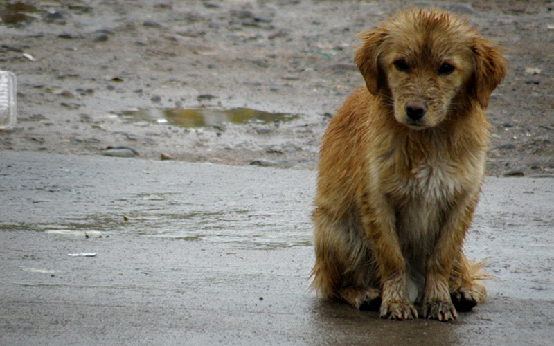 ¿Cómo podemos ayudar a proteger a los perros callejeros del frío y la lluvia durante el invierno?