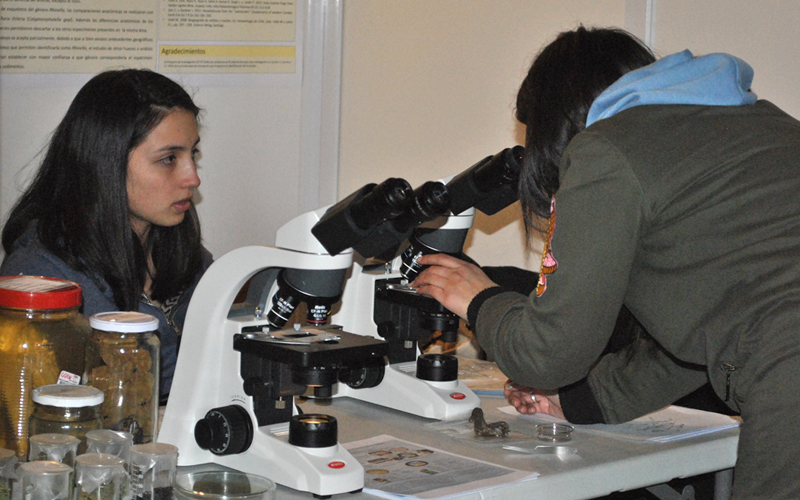 Invitan a participar del Concurso Científico Escolar de la VII Feria de la Ciencia y Tecnología Santo Tomás Osorno