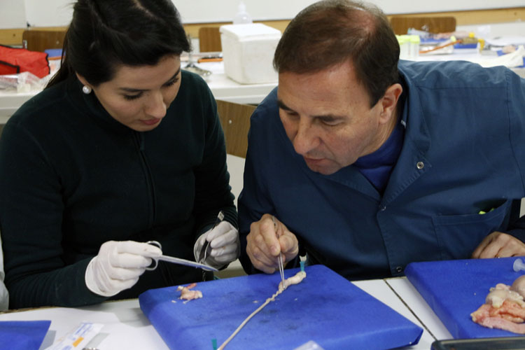 PhD Marcelo Miragaya inauguró segunda versión del Diplomado en Reproducción Equina