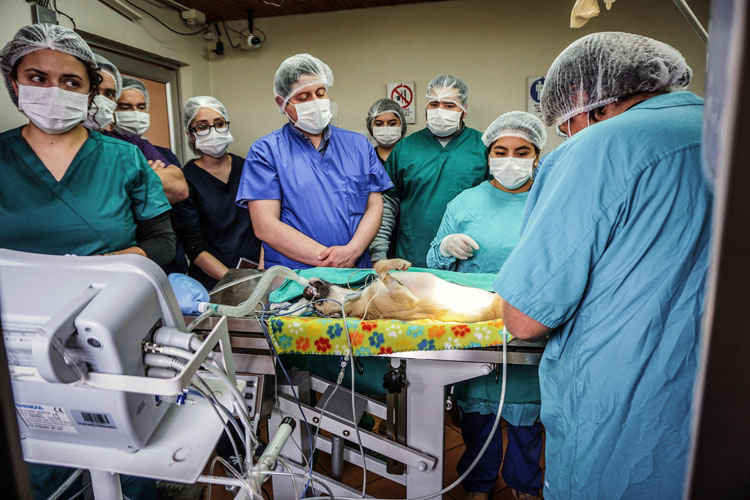UST Talca inició 2ª versión del Diplomado en Cirugía y Cuidados Intensivos en Pequeños Animales