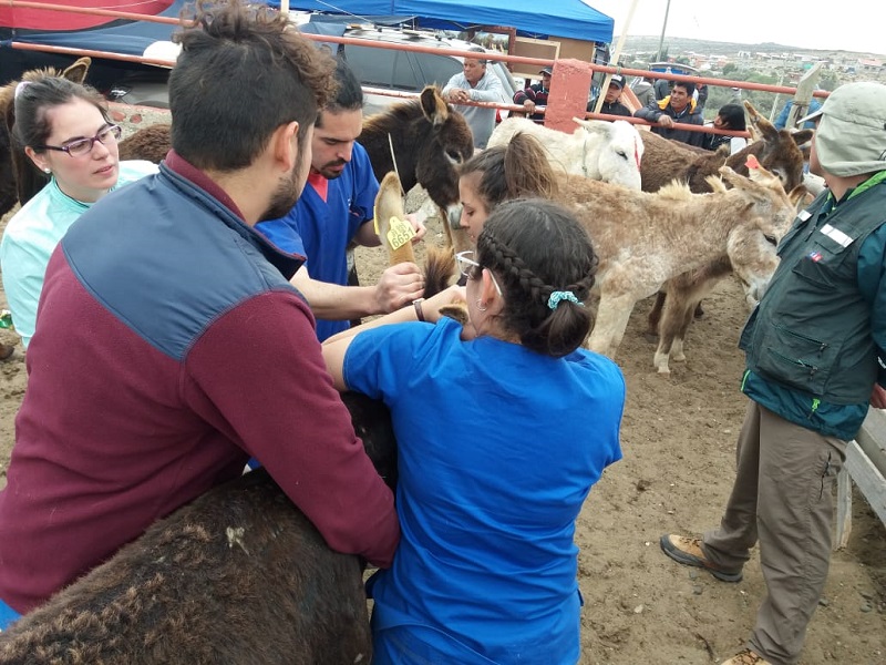 Estudiantes de Medicina Veterinaria destacaron en “Rodeo de Burros” de Carrizalillo