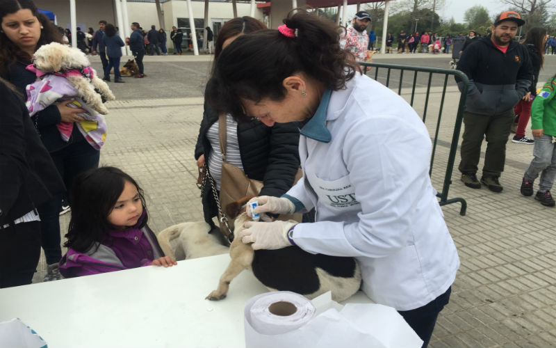 Universidad Santo Tomás participa en Jornada de Adopción y Tenencia Responsable de Mascotas