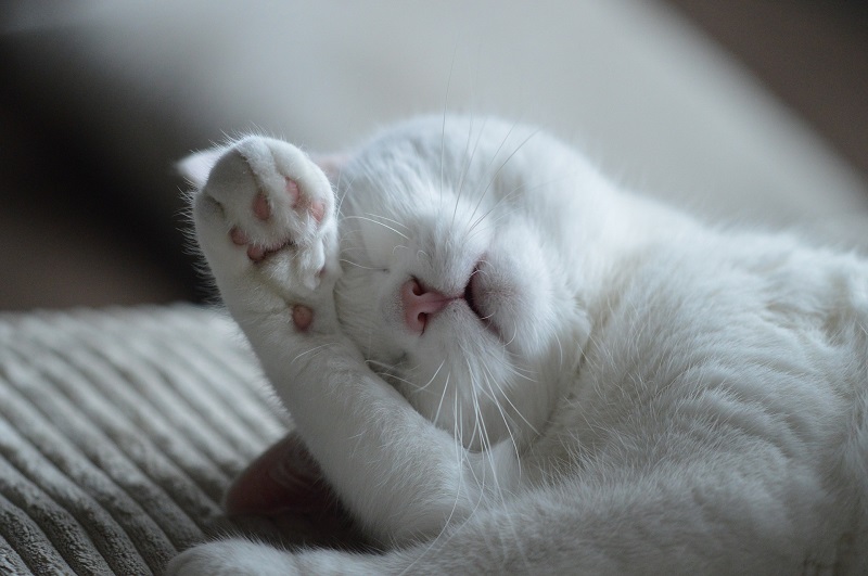 UST Santiago: Académico de Medicina Veterinaria entrega recomendaciones y cuidados para gatos indoor