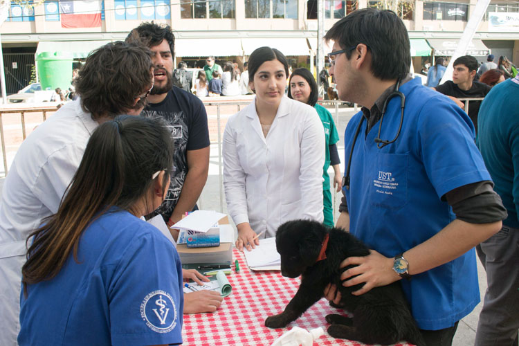 Clínica Docente Veterinaria incluirá especialidades de atención en 2019