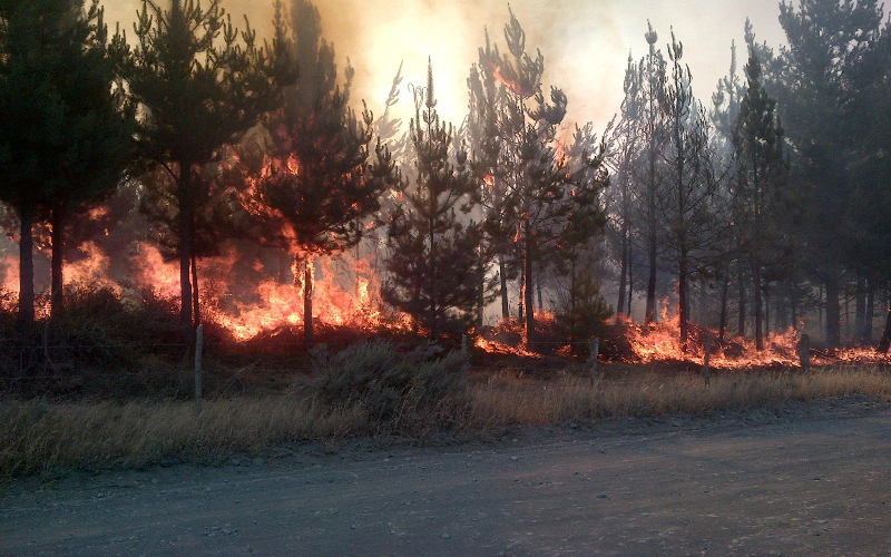 Experto de Santo Tomás Los Ángeles entrega recomendaciones para evitar incendios forestales