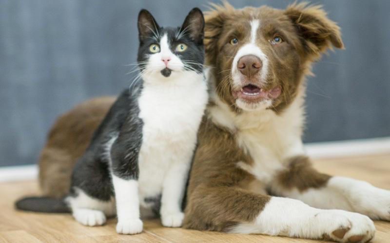 Académico de Medicina Veterinaria evalúa resultados del Registro Nacional de Mascotas: “El gran logro es que la gente le perdió el miedo a inscribir sus animales”