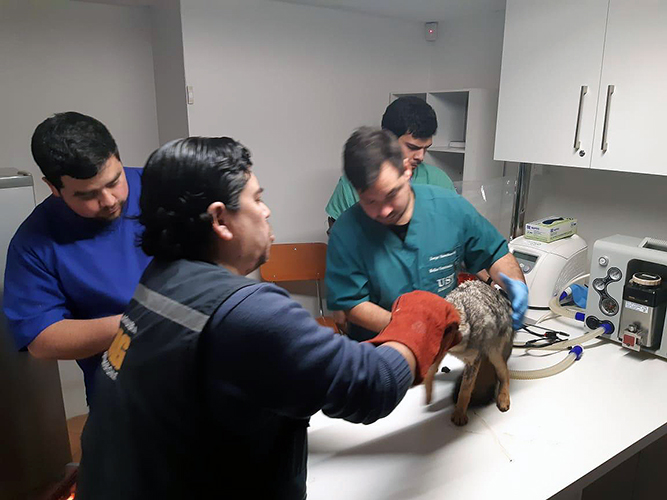 Clínica Veterinaria de la UST Talca hace llamado a la conciencia para evitar maltrato y muerte de especies protegidas