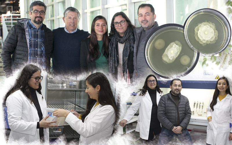 Investigadores UST Santiago desarrollan Biocontrolador que reemplazaría plaguicidas tóxicos de la agricultura