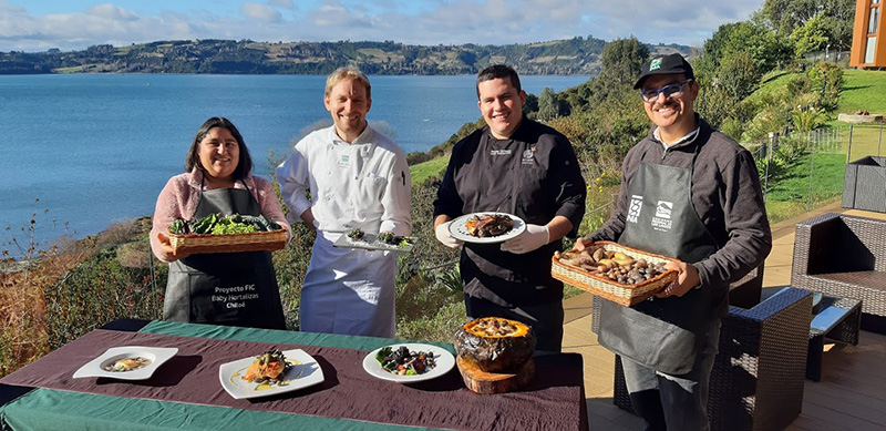 “Baby hortalizas y minipapas nativas son un gran aporte a la gastronomía de Chiloé”