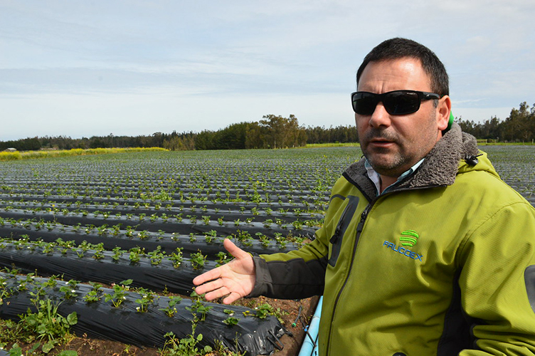 Empresa familiar de Chanco se convierte en exitosa exportadora de frutillas