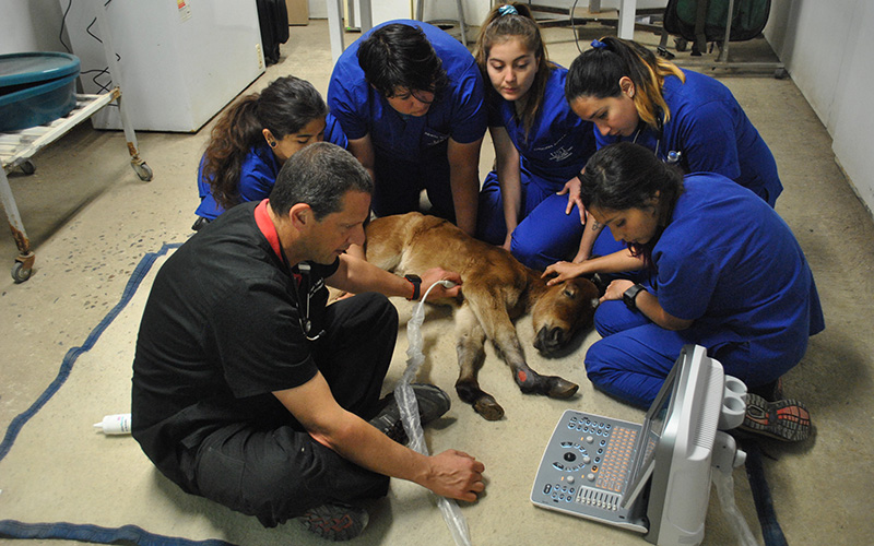 Hospital Clínico Veterinario Santo Tomás colabora en recuperación de potranca rescatada por Fundación Animal Chile